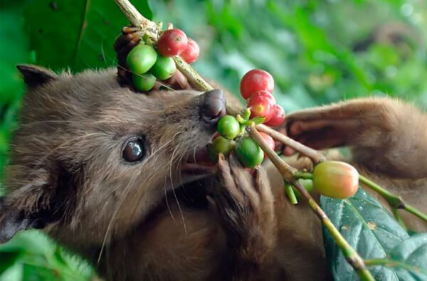 KOPI LUWAK (FRIED BEANS) - Image 3