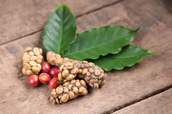 KOPI LUWAK (FRIED BEANS) - Image 4