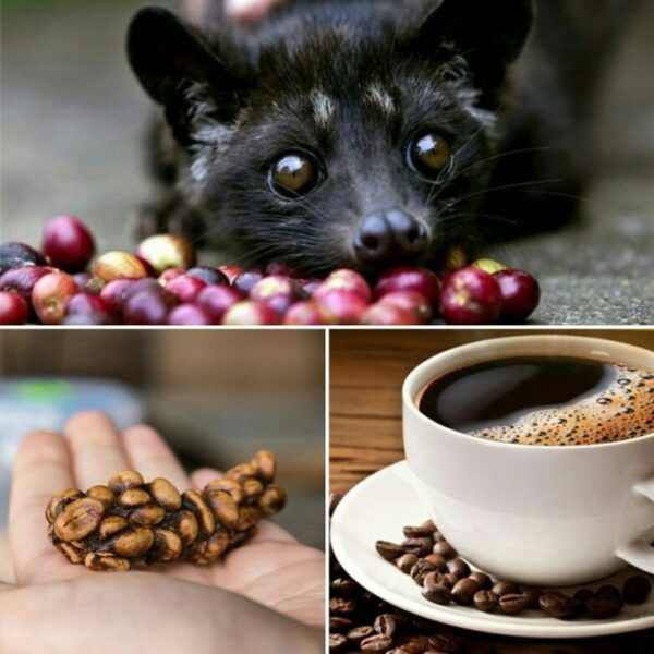 KOPI LUWAK (FRIED BEANS) - Image 2